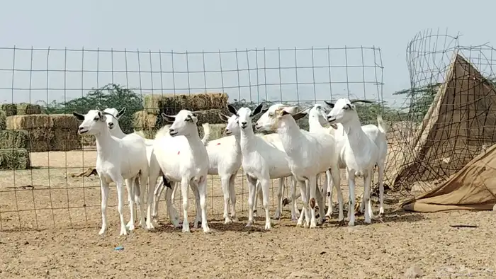 جفار بيشيات العدد 11 رأس 9