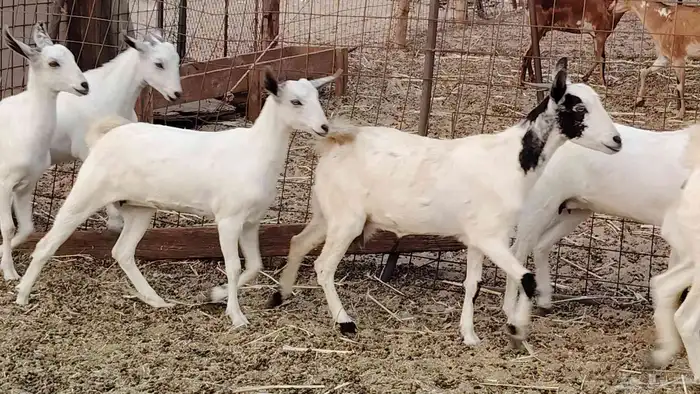 جفار بيشه طيبه 16 رأس ماعز بيشي للبيع 7