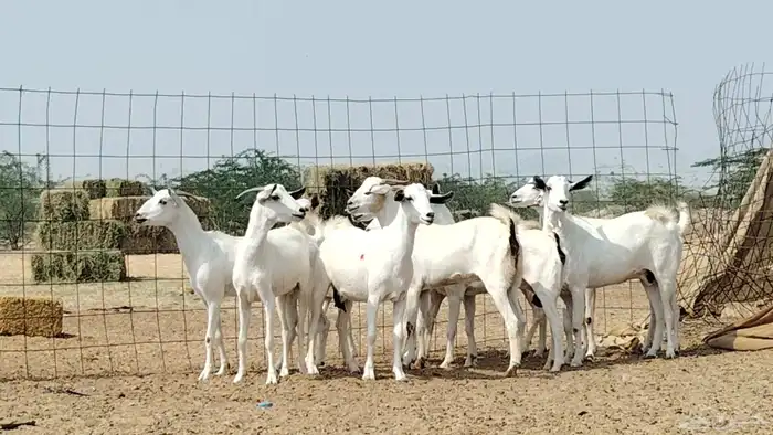 جفار بيشيات العدد 11 رأس 7