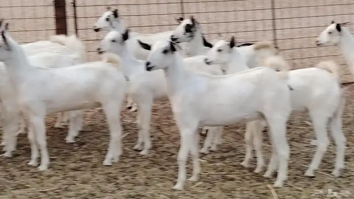 جفار بيشه طيبه 16 رأس ماعز بيشي للبيع 17