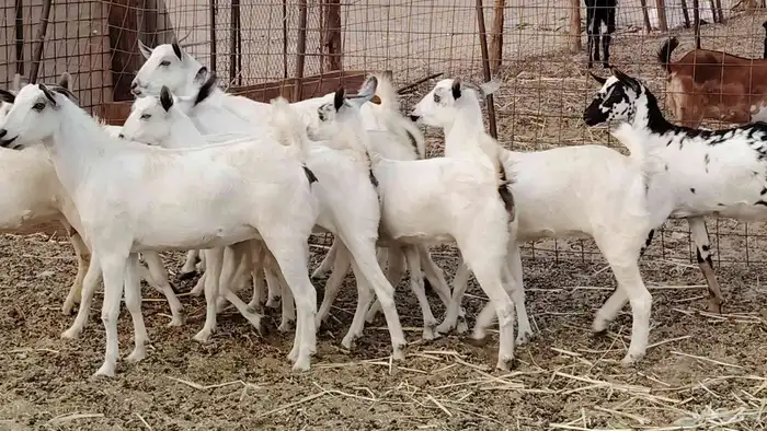 جفار بيشه طيبه 16 رأس ماعز بيشي للبيع 18