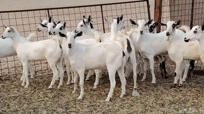 جفار بيشه طيبه 16 رأس ماعز بيشي للبيع 4