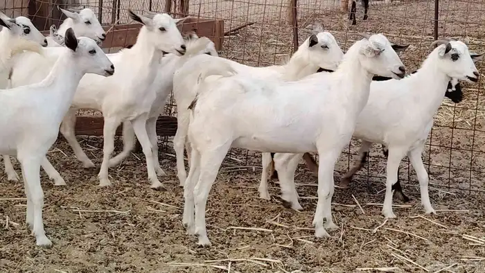 جفار بيشه طيبه 16 رأس ماعز بيشي للبيع 15