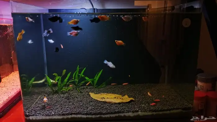 اسماك متنوعه باسعار رخيصه 1