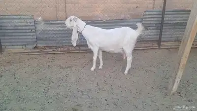 اذكر ربك ودخل كحل عينك مطوره برصاء فاخره حاصب index