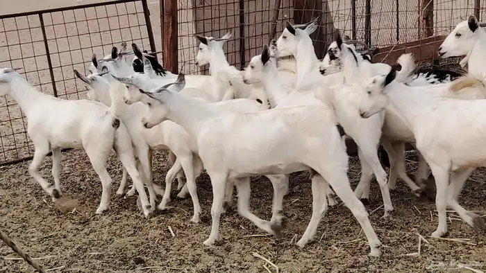 جفار بيشه طيبه 16 رأس ماعز بيشي للبيع 26