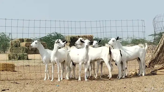 جفار بيشيات العدد 11 رأس 8