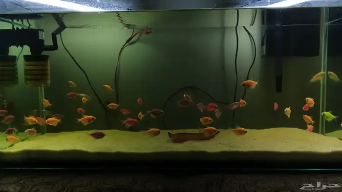 اسماك متنوعه باسعار رخيصه 0