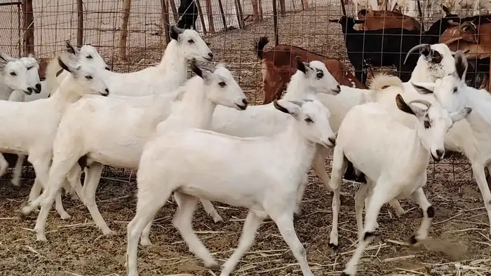 جفار بيشه طيبه 16 رأس ماعز بيشي للبيع 3