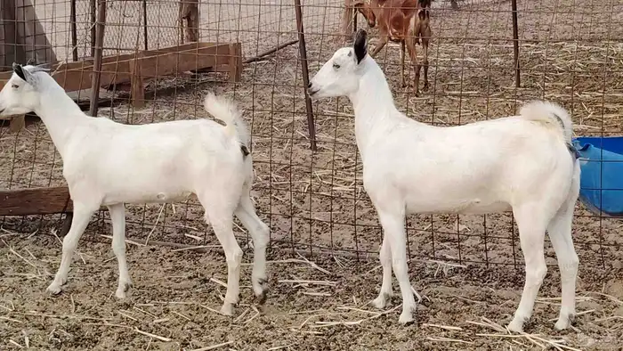 جفار بيشه طيبه 16 رأس ماعز بيشي للبيع 11