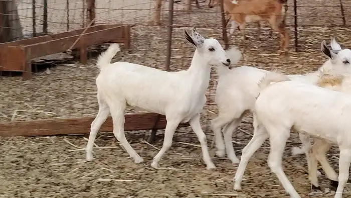 جفار بيشه طيبه 16 رأس ماعز بيشي للبيع 6