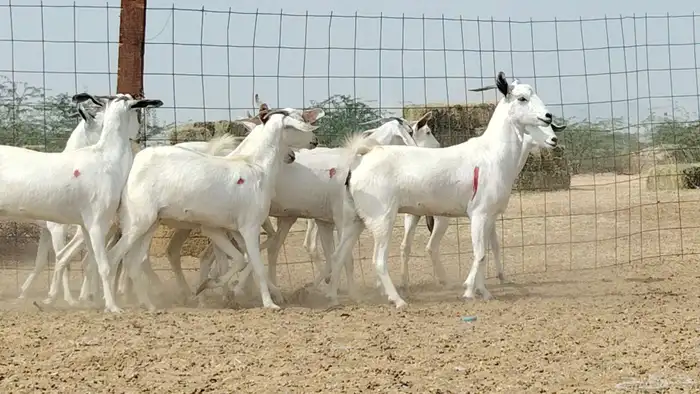 جفار بيشيات العدد 11 رأس 4