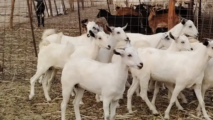 جفار بيشه طيبه 16 رأس ماعز بيشي للبيع 2