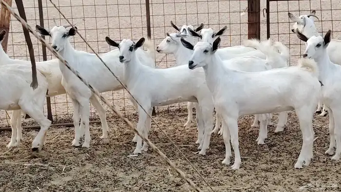 جفار بيشه طيبه 16 رأس ماعز بيشي للبيع 0