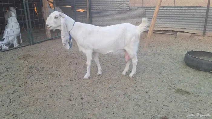 اذكر ربك ودخل كحل عينك مطوره برصاء فاخره حاصب 3