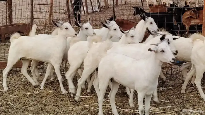 جفار بيشه طيبه 16 رأس ماعز بيشي للبيع 21