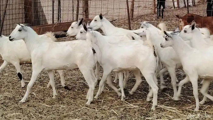 جفار بيشه طيبه 16 رأس ماعز بيشي للبيع 20