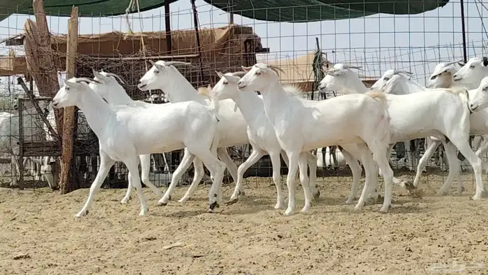 جفار بيشيات العدد 11 رأس 6