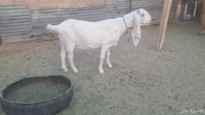 اذكر ربك ودخل كحل عينك مطوره برصاء فاخره حاصب 1