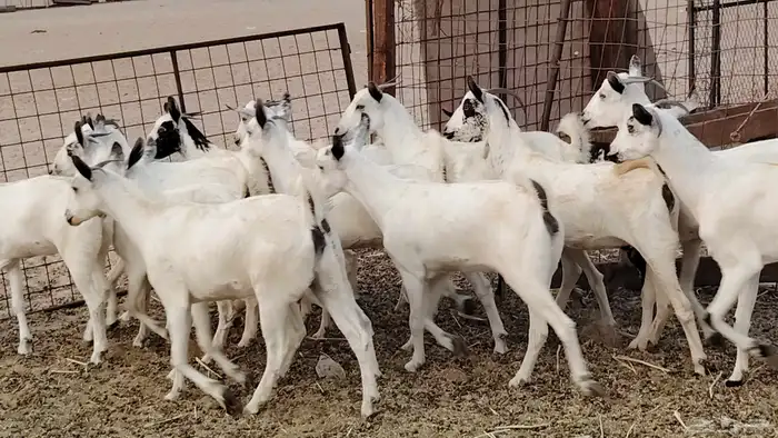 جفار بيشه طيبه 16 رأس ماعز بيشي للبيع 23