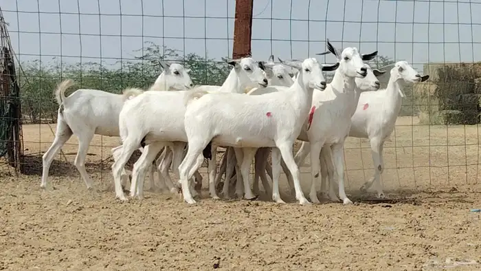 جفار بيشيات العدد 11 رأس 1