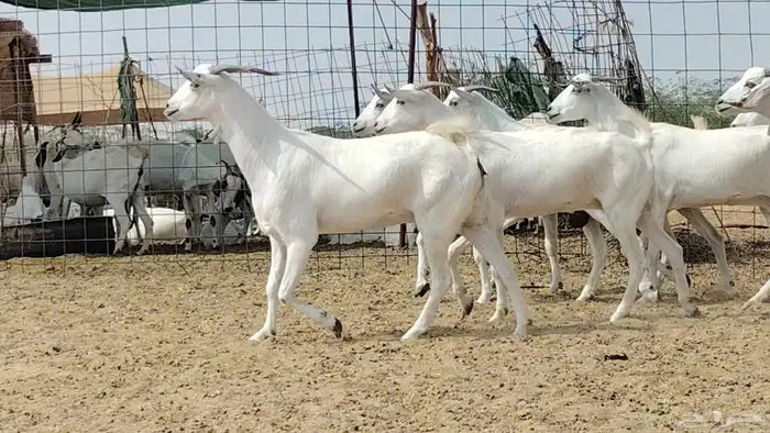 جفار بيشيات العدد 11 رأس 3