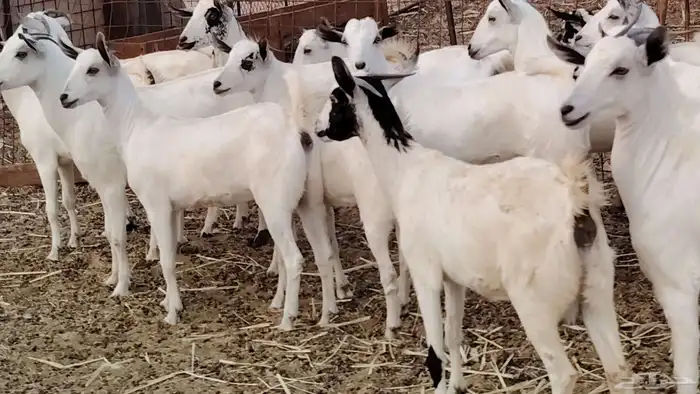 جفار بيشه طيبه 16 رأس ماعز بيشي للبيع 12