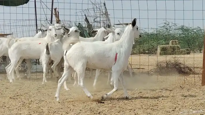 جفار بيشيات العدد 11 رأس 5