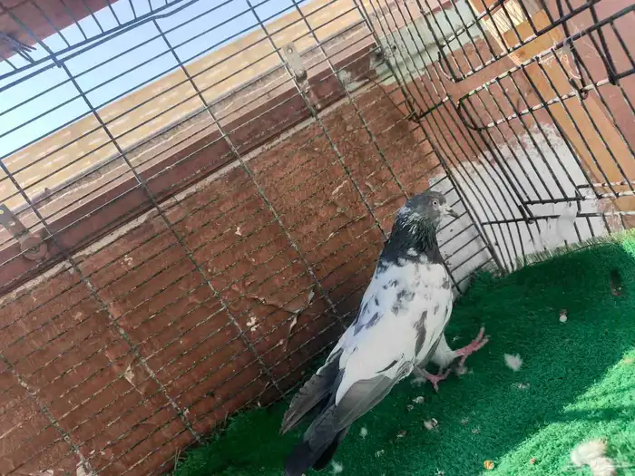 حمام باكستاني ذكر 1