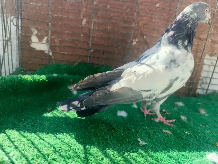 حمام باكستاني ذكر 3