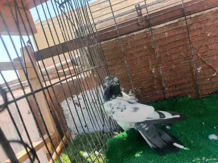 حمام باكستاني ذكر 2