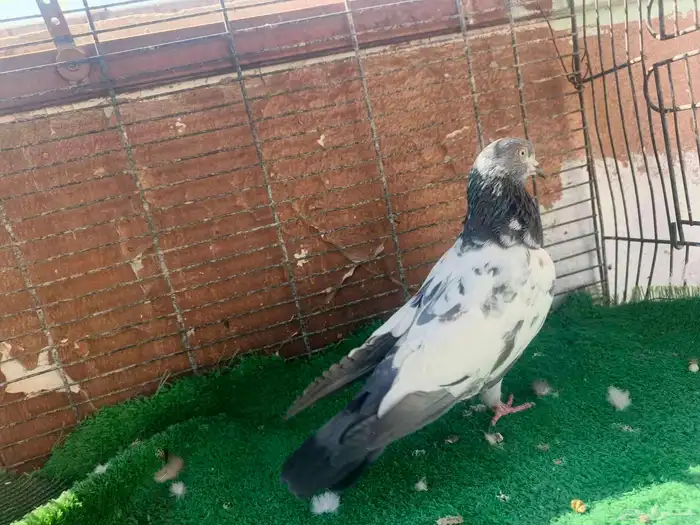 حمام باكستاني ذكر 4