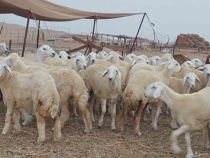 رخال منوة القناي فاخرة 1