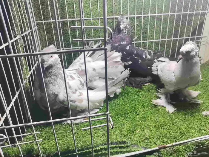 حمام زينه للبيع 0