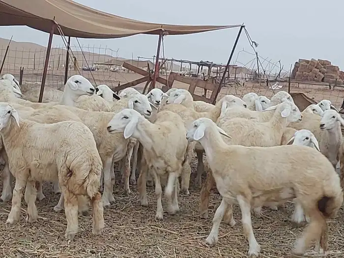 رخال منوة القناي فاخرة 0