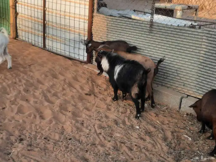 ماعز قزمي للبيع او البدل المناسب 4