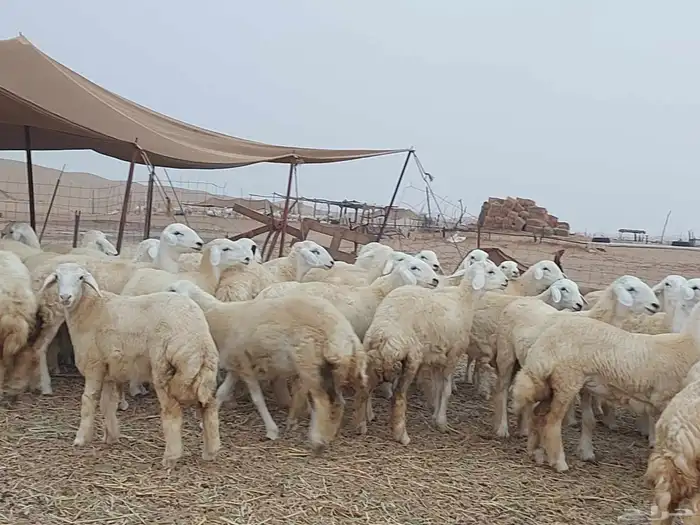 رخال منوة القناي فاخرة 2