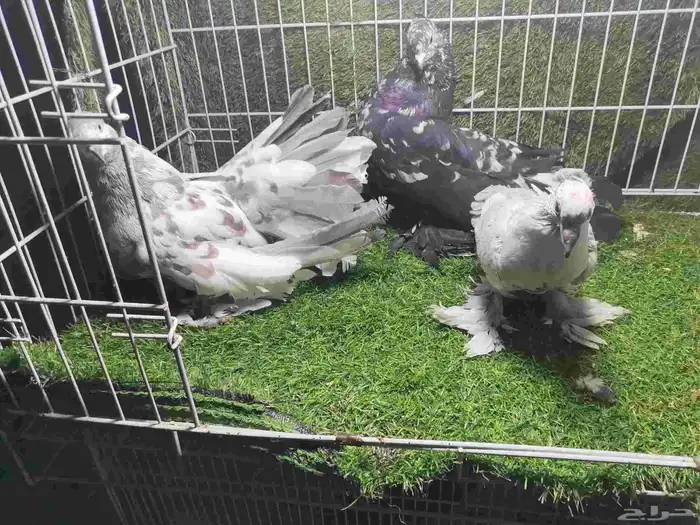 حمام زينه للبيع 1