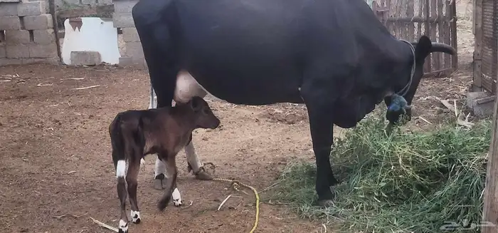 بقره منتوج لها ثلاث ايام 5