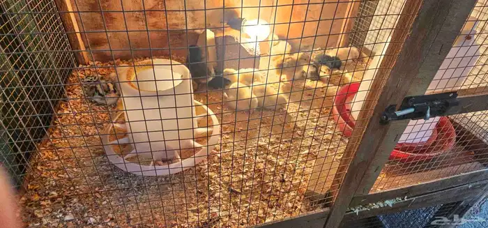 صيصان للبيع 0