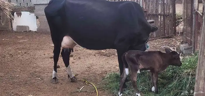 بقره منتوج لها ثلاث ايام 1