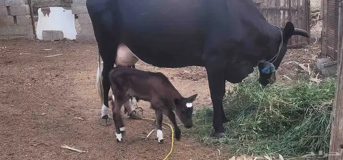 بقره منتوج لها ثلاث ايام 2