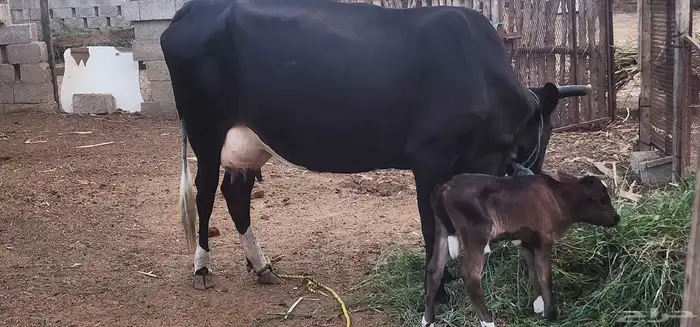 بقره منتوج لها ثلاث ايام 6