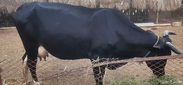 بقره منتوج لها ثلاث ايام 3