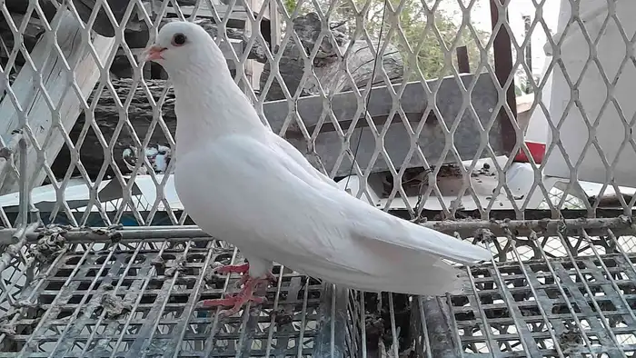 حمام صنعاني 0