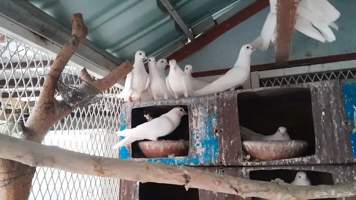 حمام صنعاني 7