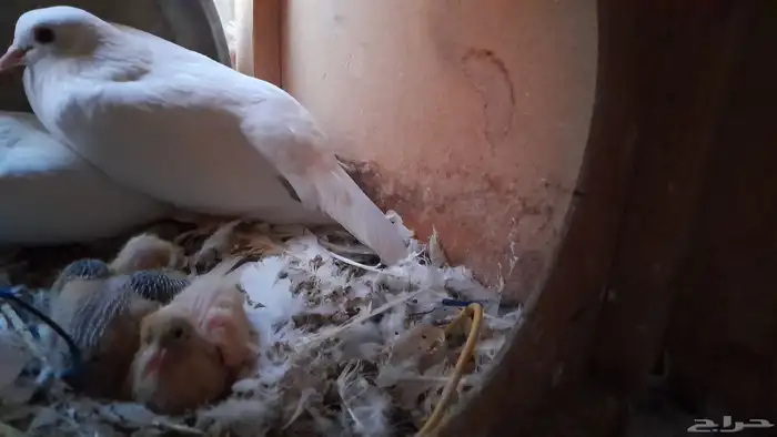 حمام صنعاني 2