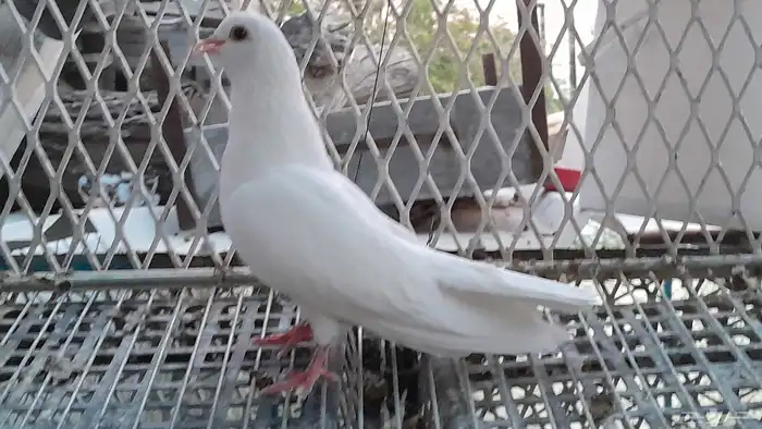 حمام صنعاني 1