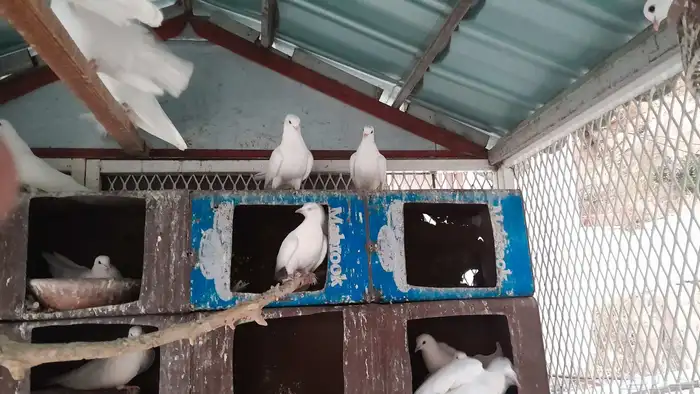 حمام صنعاني 8