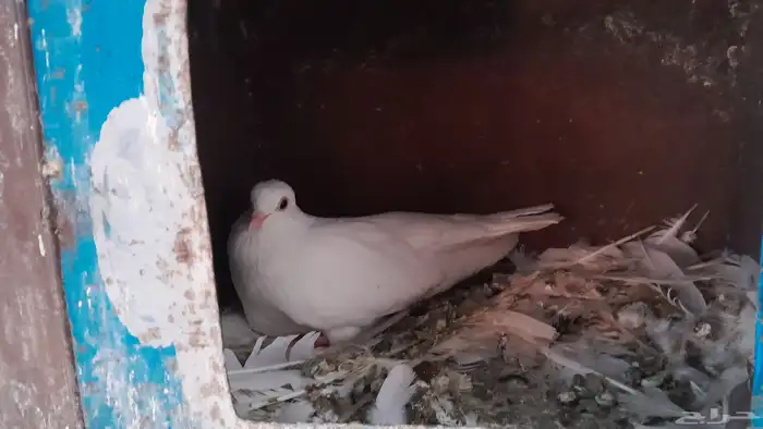 حمام صنعاني 3